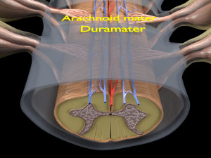 Spinal cord transverse section coverings label 3D Model