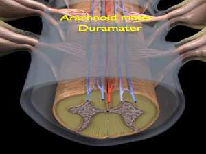 Spinal cord transverse section coverings label 3D Model
