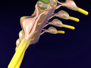 Spinal cord transverse section coverings label 3D Model