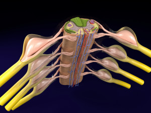Spinal cord transverse section coverings label 3D Model