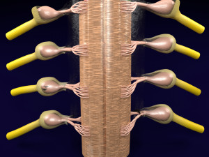 Spinal cord transverse section coverings label 3D Model
