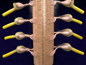 Spinal cord transverse section coverings label 3D Model
