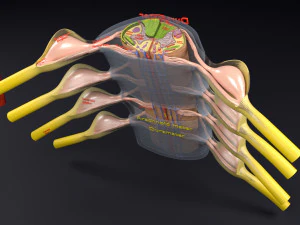 Spinal cord transverse section coverings label 3D Model