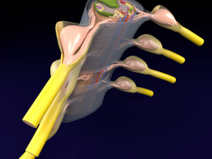 Spinal cord transverse section coverings label 3D Model