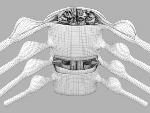 Spinal cord transverse section coverings label 3D Model
