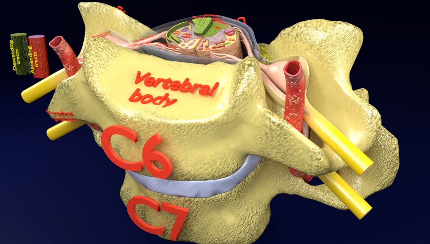 Spinal Tracts cord vertebrae labelled 3D Model .c4d .max .obj .3ds .fbx .stl .blend 