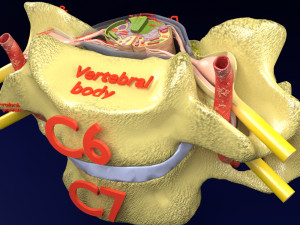 Spinal Tracts cord vertebrae labelled 3D Model