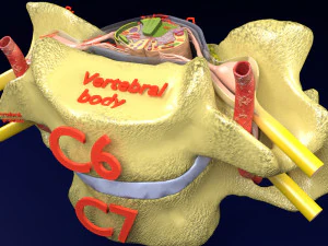 Vertebre del midollo dei tratti spinali etichettate Modello 3D