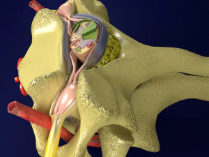 Spinal Tracts cord vertebrae labelled 3D Model