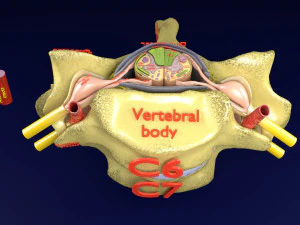 Spinal Tracts cord vertebrae labelled 3D Model