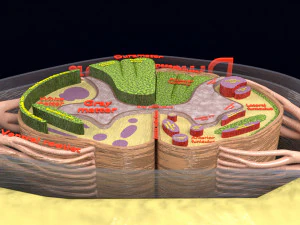 Spinal Tracts cord vertebrae labelled 3D Model
