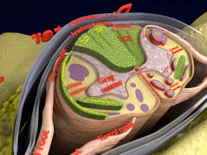 Spinal Tracts cord vertebrae labelled 3D Model