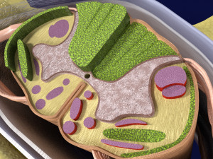 Spinal Tracts cord vertebrae labelled Modelo 3D