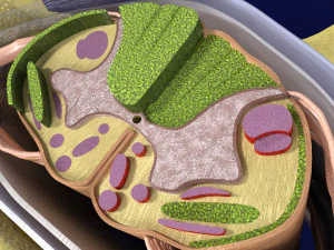 Spinal Tracts cord vertebrae labelled 3D Model