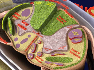 Spinal Tracts cord vertebrae labelled 3D Model