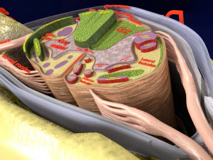Spinal Tracts cord vertebrae labelled 3D Model