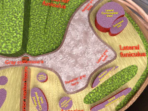 Spinal Tracts cord vertebrae labelled 3D Model