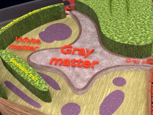 Spinal Tracts cord vertebrae labelled 3D Model