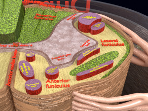 Spinal Tracts cord vertebrae labelled Modelo 3D