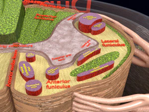 Spinal Tracts cord vertebrae labelled 3D Model