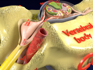 Spinal Tracts cord vertebrae labelled Modelo 3D