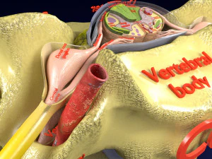 Spinal Tracts cord vertebrae labelled 3D Model