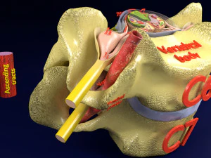 Spinal Tracts cord vertebrae labelled 3D Model
