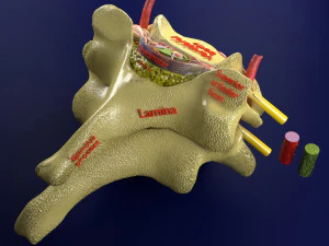 Spinal Tracts cord vertebrae labelled 3D Model
