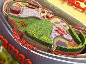 Spinal Tracts cord vertebrae labelled 3D Model