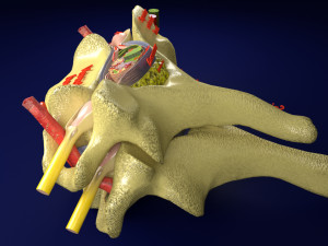 Spinal Tracts cord vertebrae labelled Modelo 3D