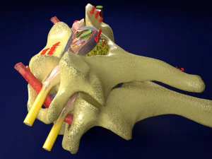 Spinal Tracts cord vertebrae labelled 3D Model