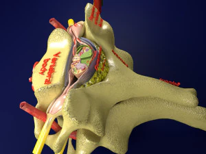 Spinal Tracts cord vertebrae labelled 3D Model