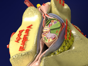 Spinal Tracts cord vertebrae labelled Modelo 3D