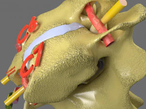 Spinal Tracts cord vertebrae labelled 3D Model