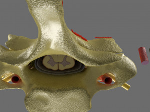 Spinal Tracts cord vertebrae labelled Modelo 3D