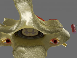 Spinal Tracts cord vertebrae labelled 3D Model