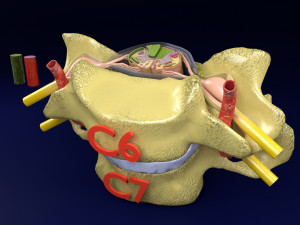 Spinal Tracts cord vertebrae labelled Modelo 3D