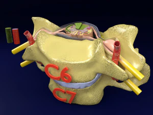 Spinal Tracts cord vertebrae labelled 3D Model