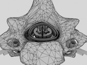 Spinal Tracts cord vertebrae labelled 3D Model