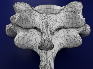 Spinal Tracts cord vertebrae labelled Modelo 3D