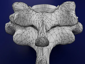 Spinal Tracts cord vertebrae labelled 3D Model