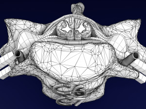 Spinal Tracts cord vertebrae labelled Modelo 3D
