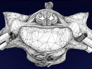 Spinal Tracts cord vertebrae labelled 3D Model