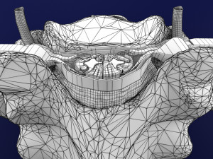 Spinal Tracts cord vertebrae labelled Modelo 3D