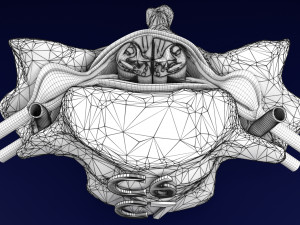 Spinal Tracts cord vertebrae labelled Modelo 3D