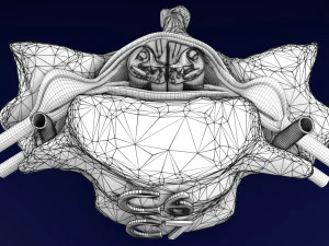 Spinal Tracts cord vertebrae labelled 3D Model