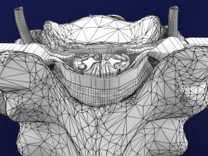 Spinal Tracts cord vertebrae labelled 3D Model