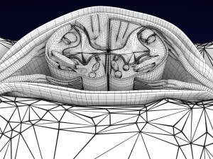Spinal Tracts cord vertebrae labelled Modelo 3D