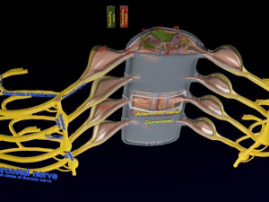 Spinal cord symphathetic intercostal nerve labelled detail Model 3D