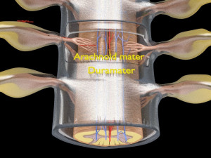 Spinal cord symphathetic intercostal nerve labelled detail Model 3D